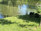 Mělnické nutrie